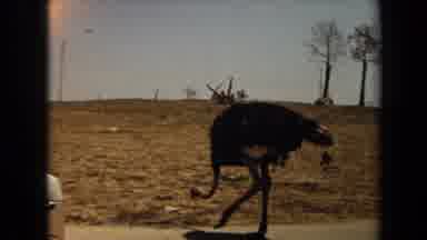 Laguna Hills California USA (1971): Emu Is Walking About On His Property Looking