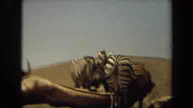 Laguna Hills California USA (1971): Zebras Horse And Ostrich In A Dry Environment