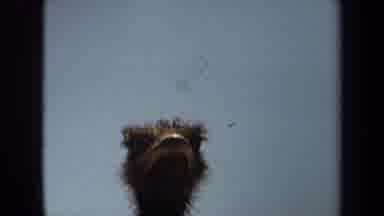Laguna Hills California USA (1971): An Ostrich And Zebras Standing And Living In