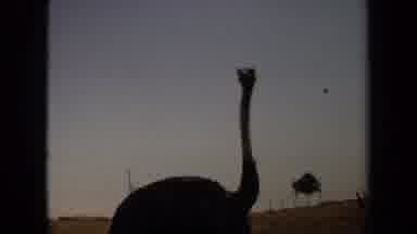 Laguna Hills California USA (1971): Lone Ostrich Spies A Battalion Of Flamingos