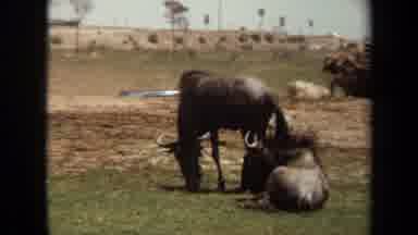 Laguna Hills California USA (1971): Yaks Laying Lazily In A Group In A Recreation