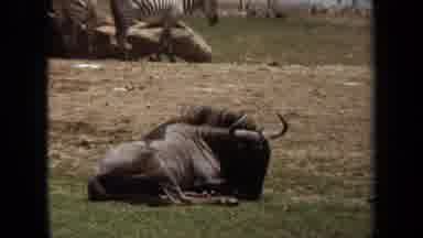 Laguna Hills California USA (1971): Wildebeest Resting On The Ground From A