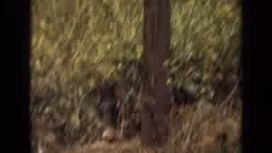 Laguna Hills California USA (1971): A Small Little Animal Is Standing Underneath A