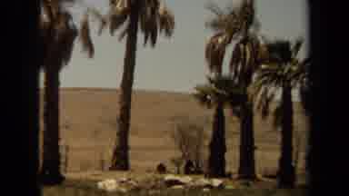Laguna Hills California USA (1971): Big Cats Sit Under The Shade Of Trees In The