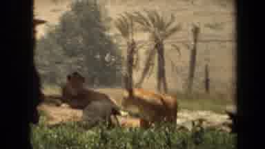 Laguna Hills California USA (1971): Male Lion Watching Lioness Walking Away With