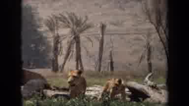 Laguna Hills California USA (1971): A Lioness Walking Away With Her Cub With The