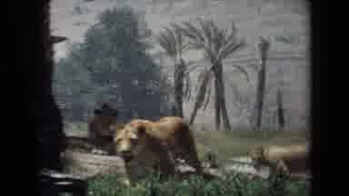 Laguna Hills California USA (1971): A Group Of Lions Moving And Interacting In