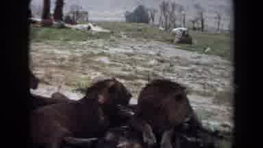 Laguna Hills California USA (1971): Pride Of Lions Resting Under A Shady Tree