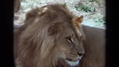 Laguna Hills California USA (1971): Lion In Safari Relaxing And A Lioness With Her