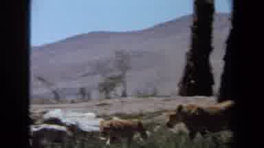 Laguna Hills California USA (1971): Lioness Teaching Her Cub How To Stalk Prey And