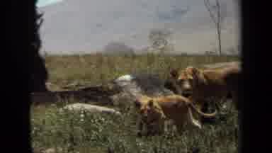 Laguna Hills California USA (1971): The Lion And Cub Are Watch The Jeep And They