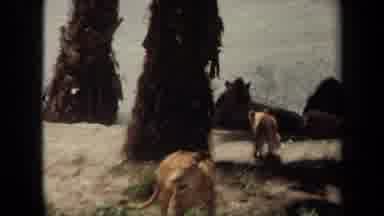 Laguna Hills California USA-1971: A Pride Of Wild Lions Wandering Around In The