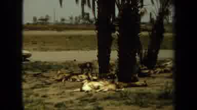 Laguna Hills California USA (1971): A Big Bull Elephant Roaming In A Safari Park