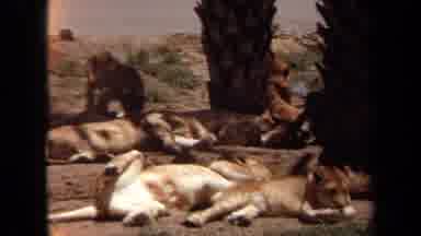 Laguna Hills California USA (1971): Lions Interacting With Their Baby Cubs