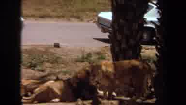 Laguna Hills California USA (1971): A Male And Female Lion By Palm Trees