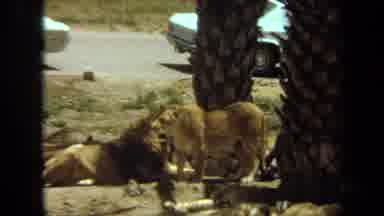Laguna Hills California USA (1971): Tiger And Lion And The Family Right Out In The