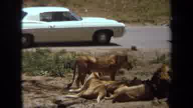 Laguna Hills California USA (1971): Lions Lounging Next To Cars On A Safari
