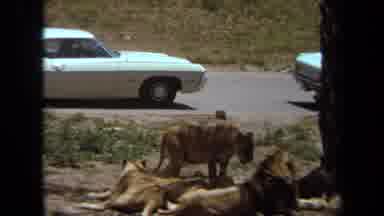 Laguna Hills California USA (1971): A Pride Of Lions Prowl And Lounge Under A Palm
