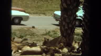 Laguna Hills California USA (1971): Lion Cubs Laying Down In Front Of A Palm Tree