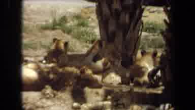 Laguna Hills California USA (1971): Lions Hanging Out Under A Tree On A Hot Summer