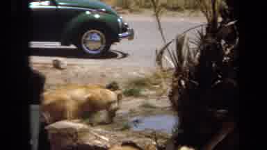Laguna Hills California USA (1971): Two Green Cars With Female Lions Basking And