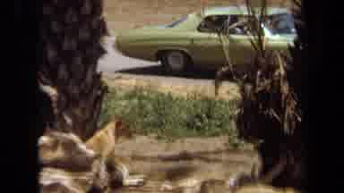 Laguna Hills California USA (1971): Footage Of A Lioness Free Roaming In The City