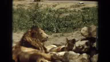 Laguna Hills California USA (1971): A Young Lion Sitting Near A Parked Car And A