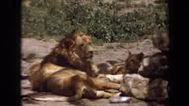 Laguna Hills California USA (1971): Lion Pride Lounging By Rock In Captive