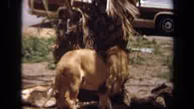 Laguna Hills California USA (1971): Male Lion Pacing Among Other Lions In