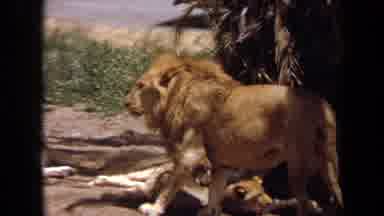 Laguna Hills California USA (1971): Male Lion Walks In Wild While Female Lions