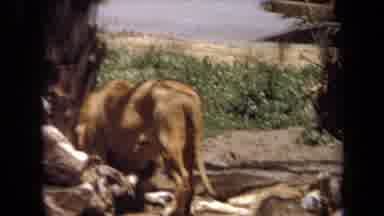 Laguna Hills California USA (1971): A Giant Brown Lion Walking Around In Front Of