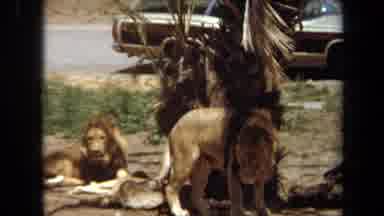 Laguna Hills California USA (1971): A Group Of Lions Laying Under A Small Palm