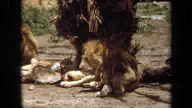 Laguna Hills California USA (1971): Male Lion Walking To His Family And Sitting