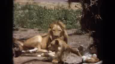 Laguna Hills California USA (1971): A Group Of Lions Resting And Interacting In