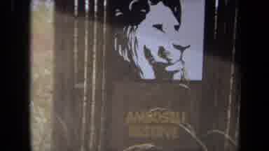 Laguna Hills California USA (1971): Gorilla Runs Out From Behind The Rocks On