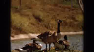 Laguna Hills California USA (1971): A Family Of Geese On The Shore