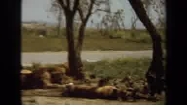 Laguna Hills California USA (1971): Animals Sleeping On The Ground In Their