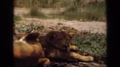 Laguna Hills California USA (1971): A Warm Lazy Lounging Day For Big Cats In Wild