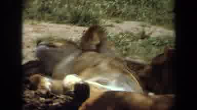 Laguna Hills California USA (1971): Jeep Driving Past Large Lounging Animals In