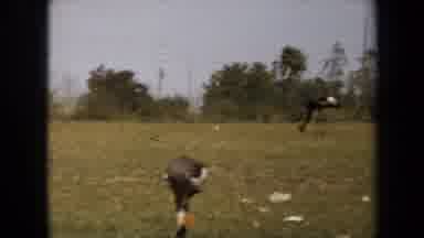 Laguna Hills California USA (1971): Wild Animals On The Side Of The Road Near