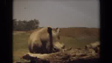 Laguna Hills California USA (1971): Old Video Of A Rhino Enclosure At Zoo Also