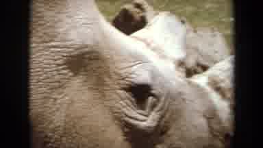 Laguna Hills California USA (1971): Rhino Feeding On Hay Exotic Crane Pecking In