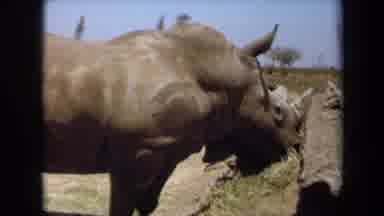 Laguna Hills California USA (1971): A Rhinoceros Standing While Eating And Zebras