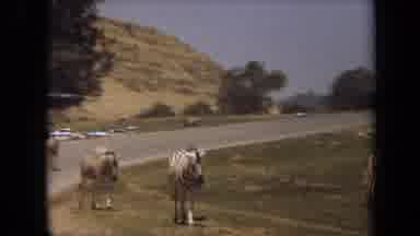 Laguna Hills California USA (1971): A Family Of Zebras Walking By The Road With