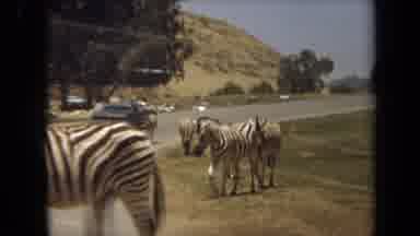 Laguna Hills California USA (1971): Herd Of Adult Zebras Slowly Walking Across A
