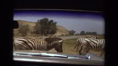 Laguna Hills California USA (1971): The Zebras Are Crossing The Road And The