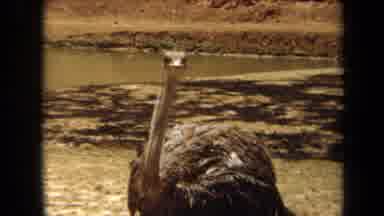 Laguna Hills California USA (1971): Closeup Of A Single Ostrich And Four