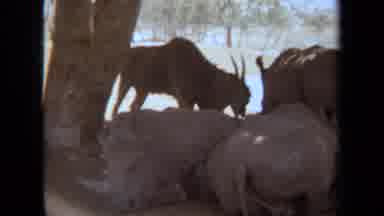 Laguna Hills California USA (1971): The Hippopotamus Is Sleeping In The Lake Near