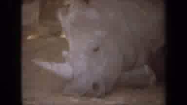 Laguna Hills California USA (1971): Wild Animals Captured On Tape Of Them Living