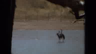 Laguna Hills California USA (1971): Two Long-Necked Birds In Shallow Body Of Water